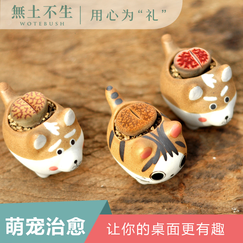 pp生石花屁股花多肉大颗含w盆土套餐石头花石生花个性多肉创意花