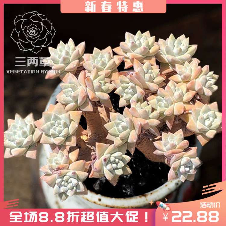 【一物一拍】白菊 p初霜拇指仙女杯老桩群生多头多肉植物