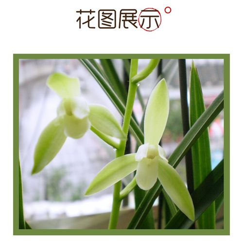 名贵建兰【铁骨j天香】浓香好养四季开花室内阳台兰花栽培带花绿