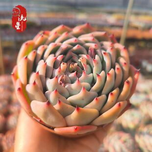 吉娃娃 多肉植物水蜜桃精品单头莲花掌类云南货红尖好养室内窗台