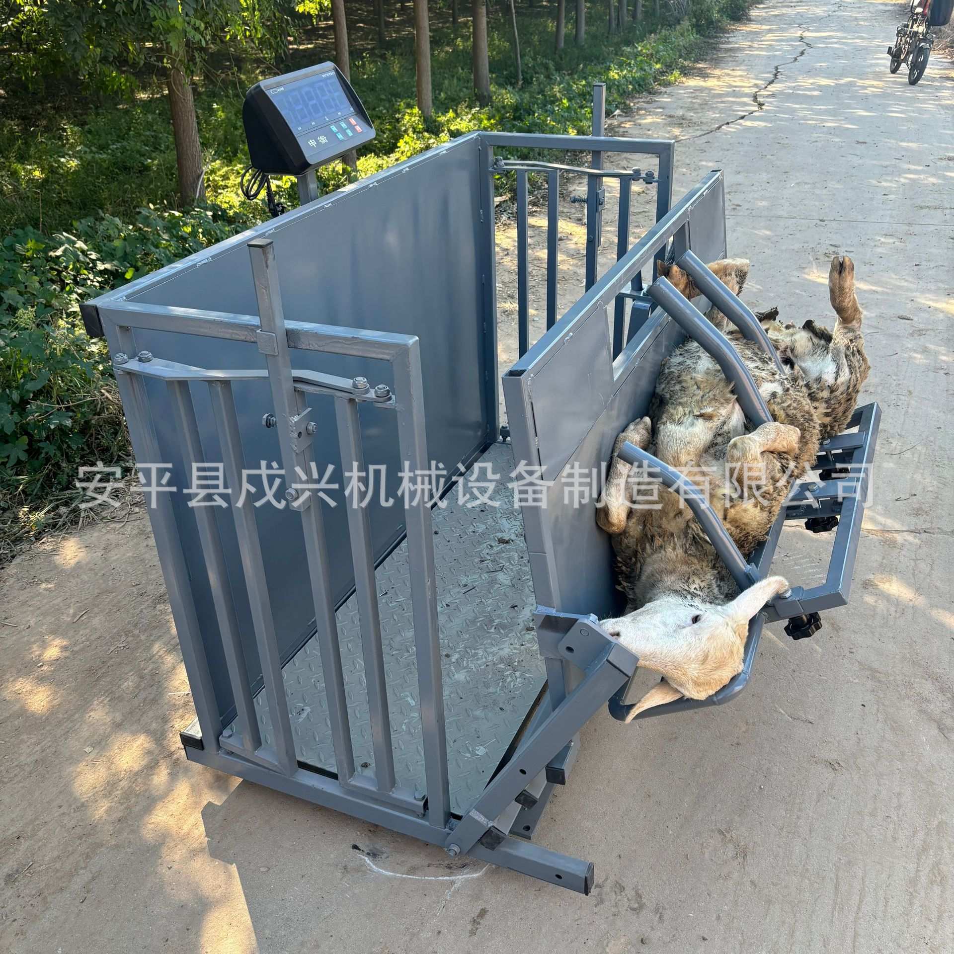 称重羊防疫通道翻转修羊蹄剪羊毛流水线式操作机械