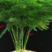 文竹植物大文竹室内吸甲醛净化空气四季 常青好养易活