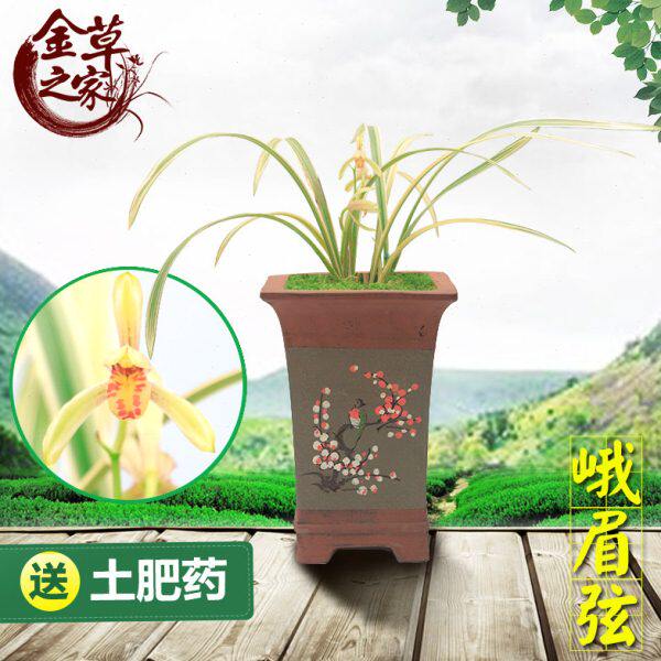 兰花苗 峨眉弦 建兰老八种八大名品花艺双全金边线艺 夏季带花苞