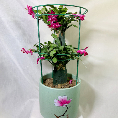 蟹爪兰仙人掌嫁接球兰花架支架y攀爬园艺固定架支撑架多层支架组