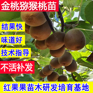 金桃猕猴桃树苗基地爬藤庭院耐冻大苗超大号公母同株南方北方种植