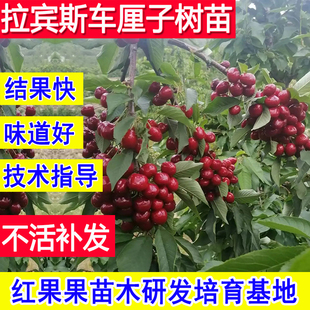 拉宾斯车厘子树苗北方耐寒南方种植嫁接苗庭院地栽超大号大樱桃苗