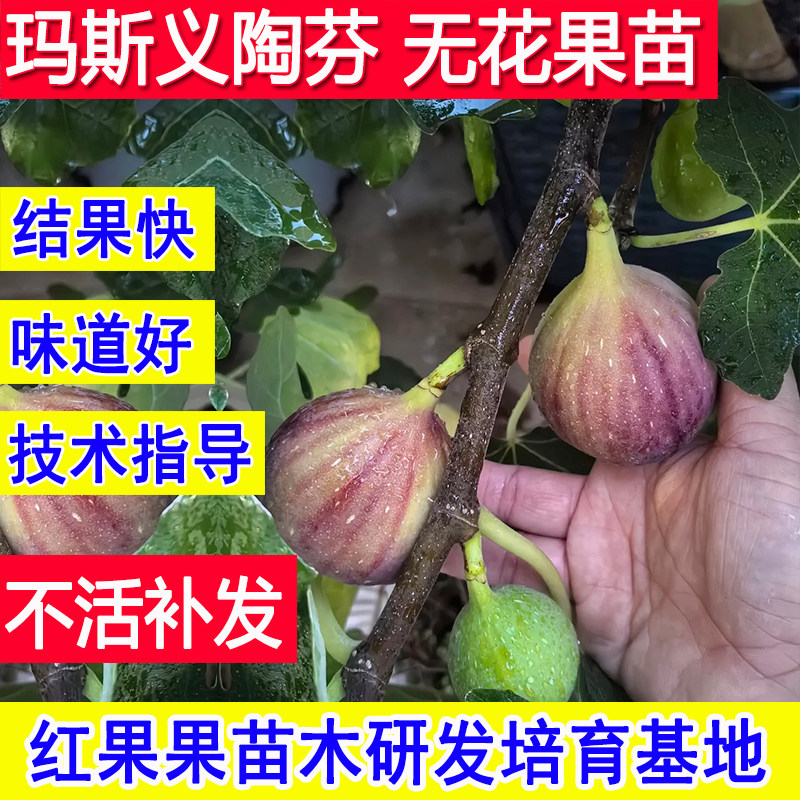 玛斯义陶芬无花果苗当年结果南方北方庭院盆栽地栽特大果耐寒小苗