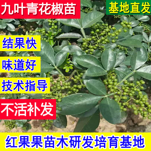 九叶青花椒苗树盆栽老品种耐冻寒