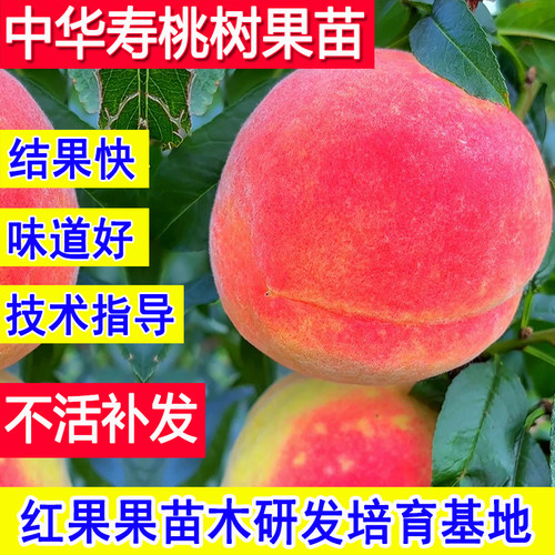 中华寿桃苗超大号桃树果苗新品种