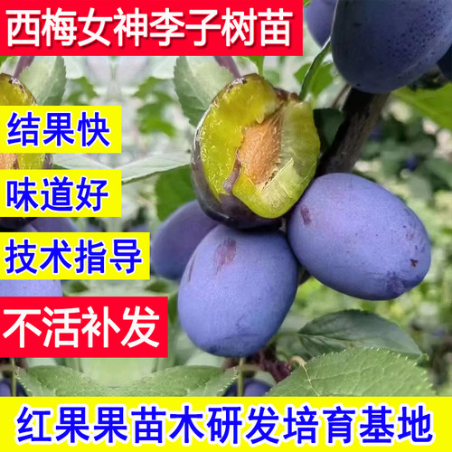 西梅女神树苗正宗嫁接西梅树果苗