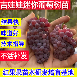 吉娃娃葡萄苗玫瑰露迷你葡萄树嫁接苗北方耐寒南方种植庭院新品 种