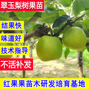 翠玉梨树果苗早熟嫁接苗耐寒盆栽小苗大树当年结果北方耐冻梨子苗