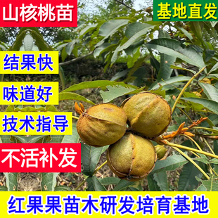 山核桃苗树薄壳美国山核桃嫁接苗薄皮大核桃树果苗碧根果苗树
