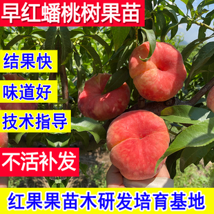 蟠桃树果苗早红特大嫁接早熟新品种桃子树果苗北方耐寒南方小活苗