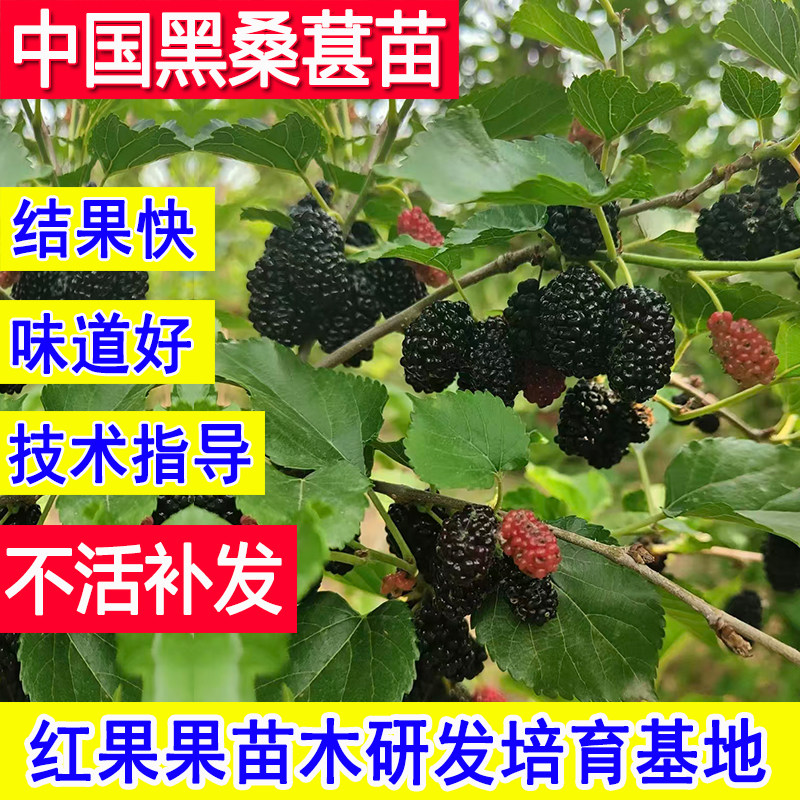 中国黑桑苗耐寒桑葚树苗特大号果苗北方南方盆栽庭院当年结果活苗