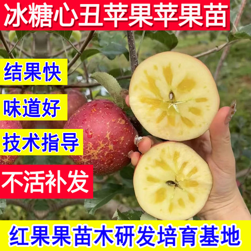 冰糖心丑苹果树果苗嫁接苗耐寒冻
