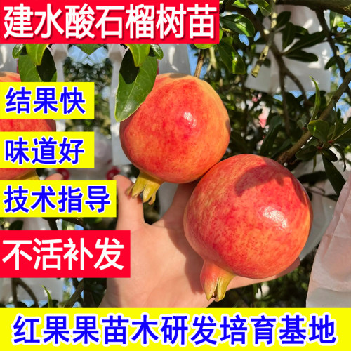 建水酸石榴苗北方耐寒老品种庭院