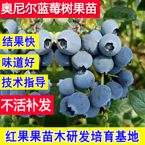 奥尼尔蓝莓苗盆栽庭院蓝莓树果苗