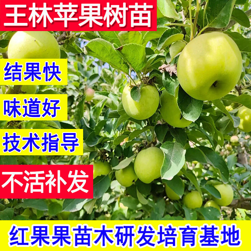 王林苹果树果苗嫁接青苹果苗特大号耐寒庭院大树南方北方种植活苗