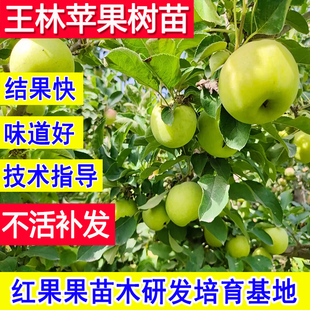 王林苹果树果苗嫁接青苹果苗特大号耐寒庭院大树南方北方种植活苗