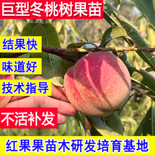 巨型冬桃树果苗特大嫁接耐寒晚熟新品种北方南方活苗桃子苗树