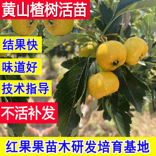 黄山楂树果苗嫁接苗金如意山楂树