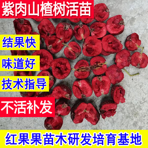 紫肉山楂树活苗嫁接苗雾灵红紫