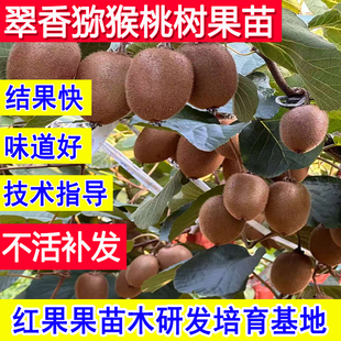翠香猕猴桃树果苗耐冻庭院爬藤公母同株当年结果树苗南方北方种植