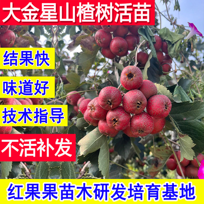 大金星山楂树活苗嫁接苗北方耐冻