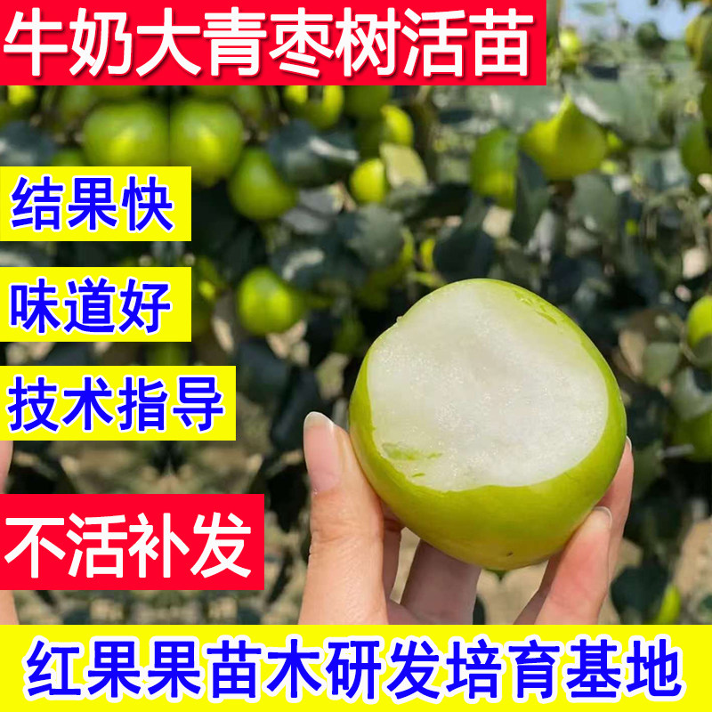 牛奶大青枣树苗嫁接北方耐寒庭院南方庭院枣树活苗大枣超甜特大号