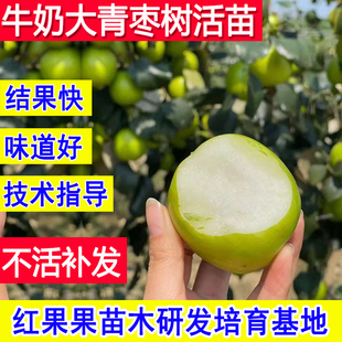 牛奶大青枣树苗嫁接北方耐寒庭院南方庭院枣树活苗大枣超甜特大号