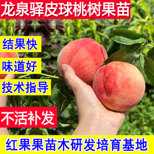 龙泉驿水蜜桃树果苗新品种嫁接苗皮球桃子苗树南北方庭院特大活苗