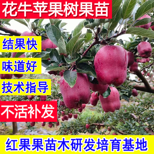 花牛苹果树果苗嫁接苗北方耐寒南方种植特大号庭院矮化活苗新品 种