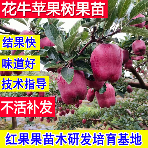 苹果树果苗嫁接苗北方耐寒南方苗