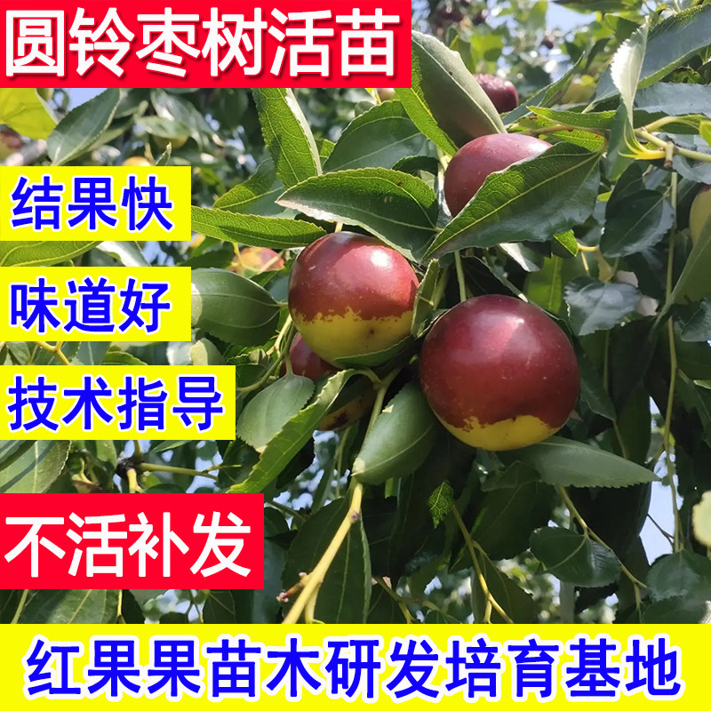 圆铃枣树嫁接苗北方耐寒冻庭院南方大枣超甜特大号老品种枣树活苗