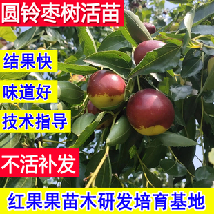 圆铃枣树嫁接苗北方耐寒冻庭院南方大枣超甜特大号老品种枣树活苗