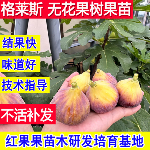 格莱斯无花果苗盆栽地栽庭院耐寒