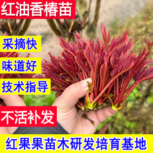 香椿苗树基地正宗红油食用香椿树苖批发庭院超大号矮化地盆栽小苗