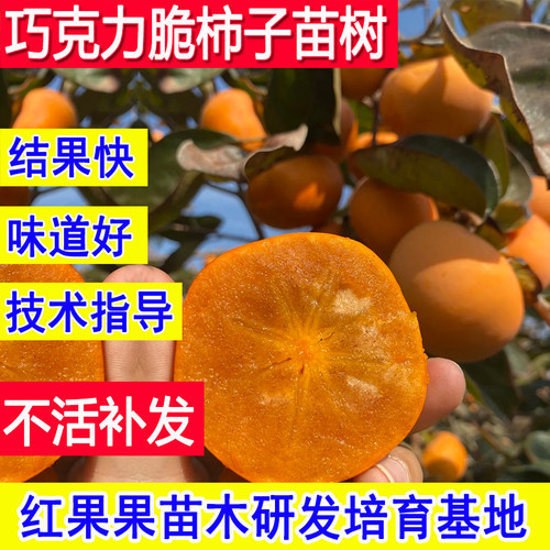 巧克力脆柿树苗特大脆甜柿子果苗
