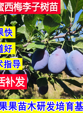 蓝蜜西梅树树苗特大号耐寒嫁接果苗庭院大甜李子南方北方矮化果树
