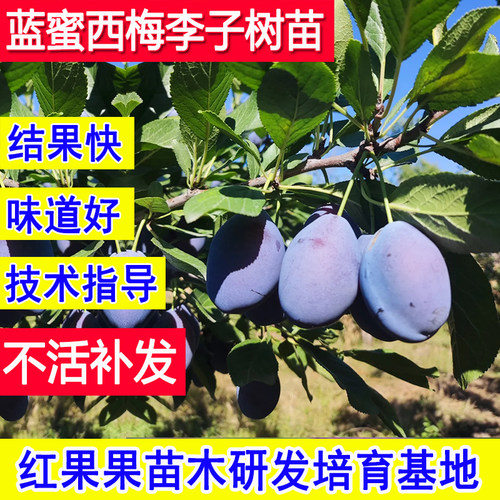 蓝蜜西梅树树苗特大号耐寒嫁接苗