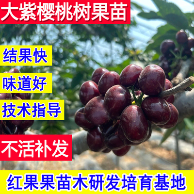 大紫樱桃树果苗南方种植北方耐寒