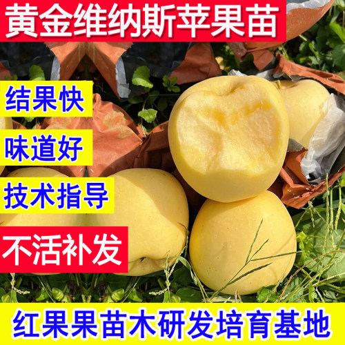 黄金维纳斯苹果苗嫁接苗耐寒庭院