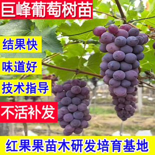 巨峰葡萄苗正宗葡萄树嫁接苗南方种植北方耐寒老品种特超大号盆栽