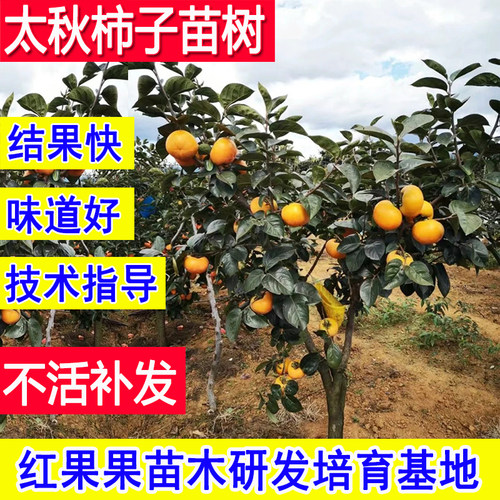 正宗日本太秋甜柿子树苗庭院果树