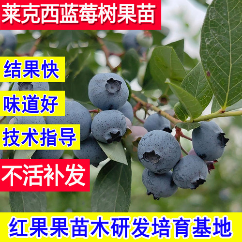 莱克西蓝莓苗超大号蓝莓树果苗