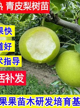早熟7月 青皮梨树苗正宗梨树果苗翠冠梨嫁接苗耐寒庭院特小苗批发