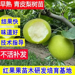 早熟7月 青皮梨树苗正宗梨树果苗翠冠梨嫁接苗耐寒庭院特小苗批发