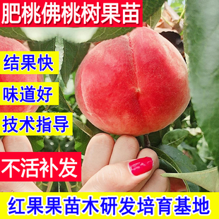 肥桃苗嫁接桃树果苗北方耐寒南方特大活苗盆栽矮化小苗新品种桃子
