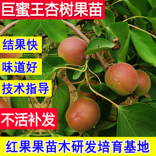 巨蜜王杏树果苗晚熟嫁接苗北方耐冻南方庭院超大号当年结果杏子苗